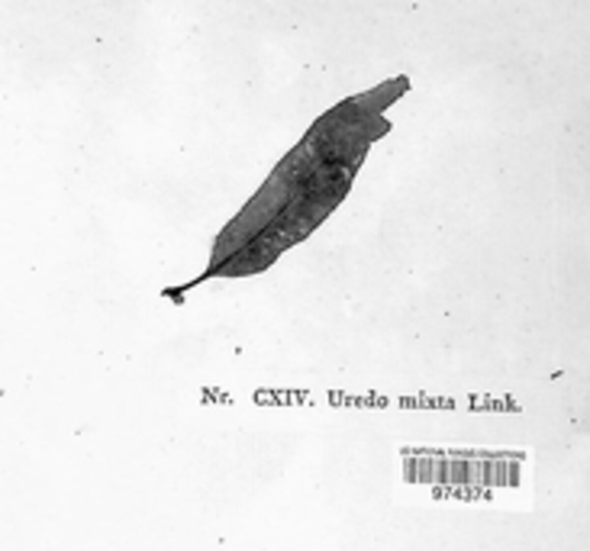 Uredo mixta image